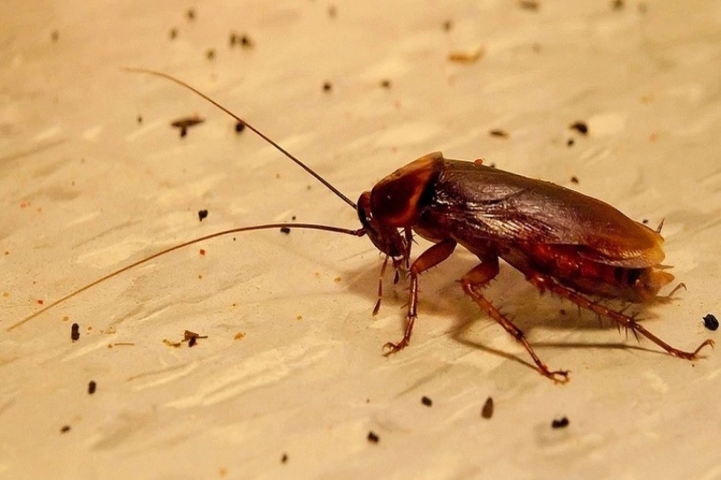Откуда берутся тараканы в квартире, и почему от проблемы не застрахованы даже чистоплотные хозяйки? Калужская служба дезинсекции